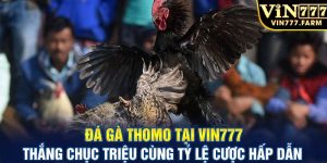 Đá gà thomo tại Vin777 thắng chục triệu cùng tỷ lệ cược hấp dẫn