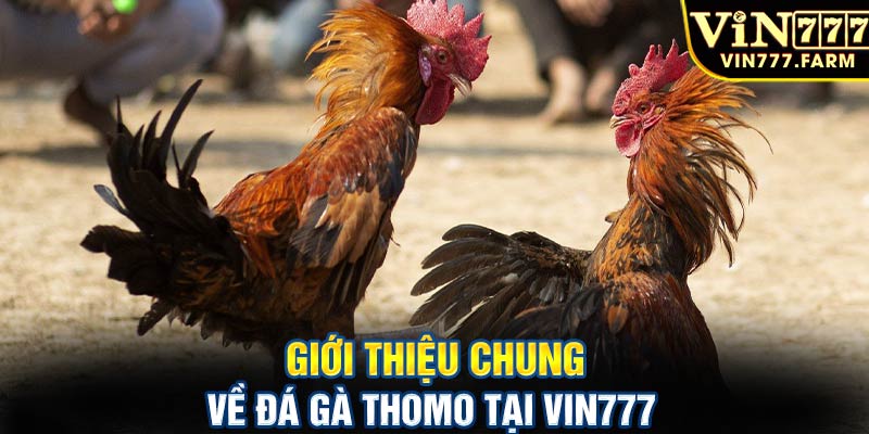 Giới thiệu chung về đá gà Thomo tại Vin777