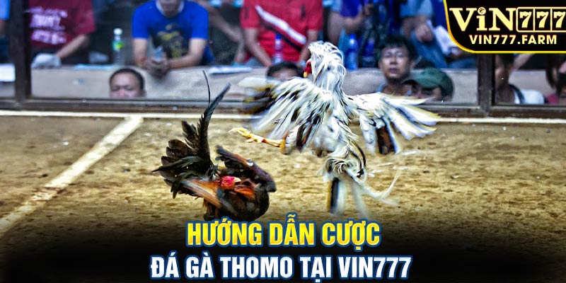 Hướng dẫn cược đá gà Thomo tại Vin777