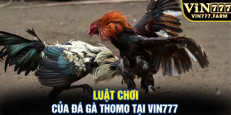 Luật chơi của đá gà Thomo tại Vin777